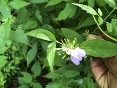 Centrosema virginianum