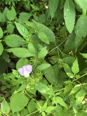 Centrosema virginianum