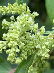 Reynoutria sachalinensis