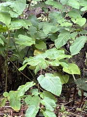 Reynoutria sachalinensis