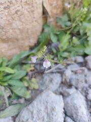 Mazus pumilus