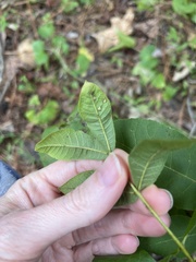 Phylloxera