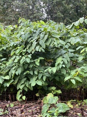 Reynoutria sachalinensis