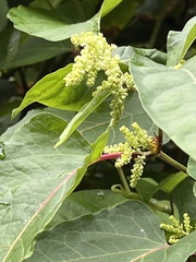 Reynoutria sachalinensis