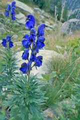 Aconitum burnatii