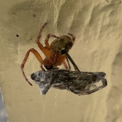 Leptoglossus occidentalis