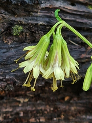 Nabalus serpentarius