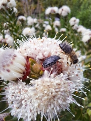 Apis mellifera capensis