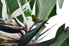 Serinus canaria