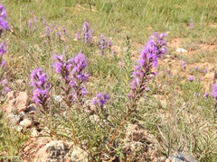Liatris punctata mucronata