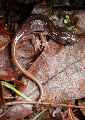 Aneides lugubris