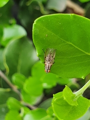 Anthomyia punctipennis
