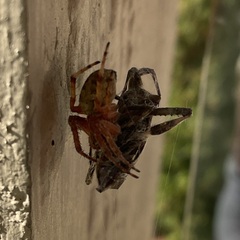 Leptoglossus occidentalis