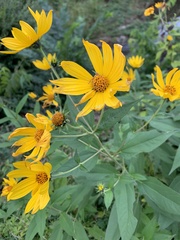 Helianthus strumosus