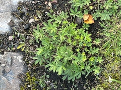 Potentilla argentea