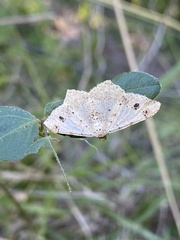Macaria aemulataria