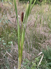 Typha latifolia