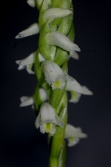 Spiranthes triloba