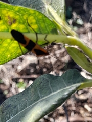 Oncopeltus fasciatus