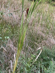 Typha latifolia
