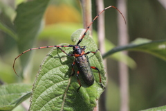 Stenaspis verticalis