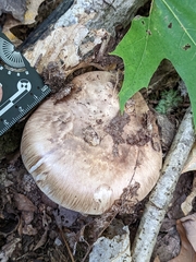 Tricholoma caligatum