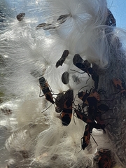 Oncopeltus fasciatus