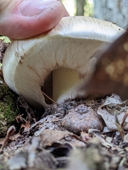 Tricholoma caligatum