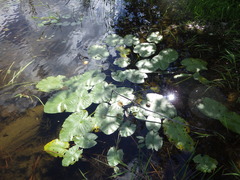 Nuphar variegata