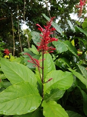 Odontonema