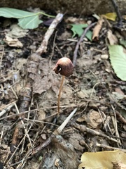 Psathyrella bipellis