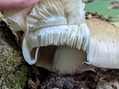 Tricholoma caligatum