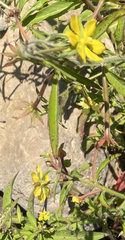 Ludwigia leptocarpa
