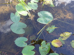 Nuphar microphylla