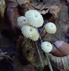 Marasmius