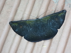 Cyphoedma transvolutata