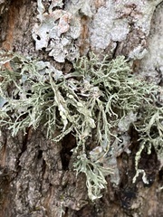 Ramalina farinacea