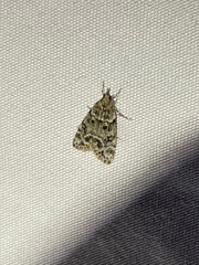 Pyraloidea