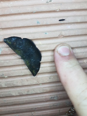 Cyphoedma transvolutata