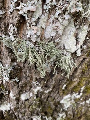 Ramalina farinacea