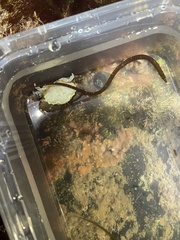 Nerophis lumbriciformis