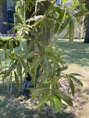 Quercus phellos