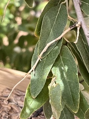Elaeagnus angustifolia