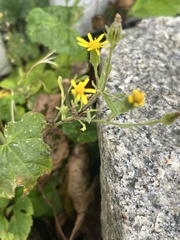 Senecio viscosus