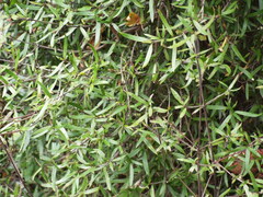 Coprosma linariifolia