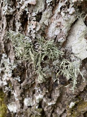 Ramalina farinacea