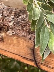 Elaeagnus angustifolia