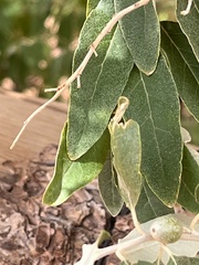 Elaeagnus angustifolia