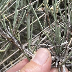 Ephedra torreyana