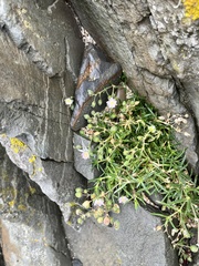 Spergularia rupicola